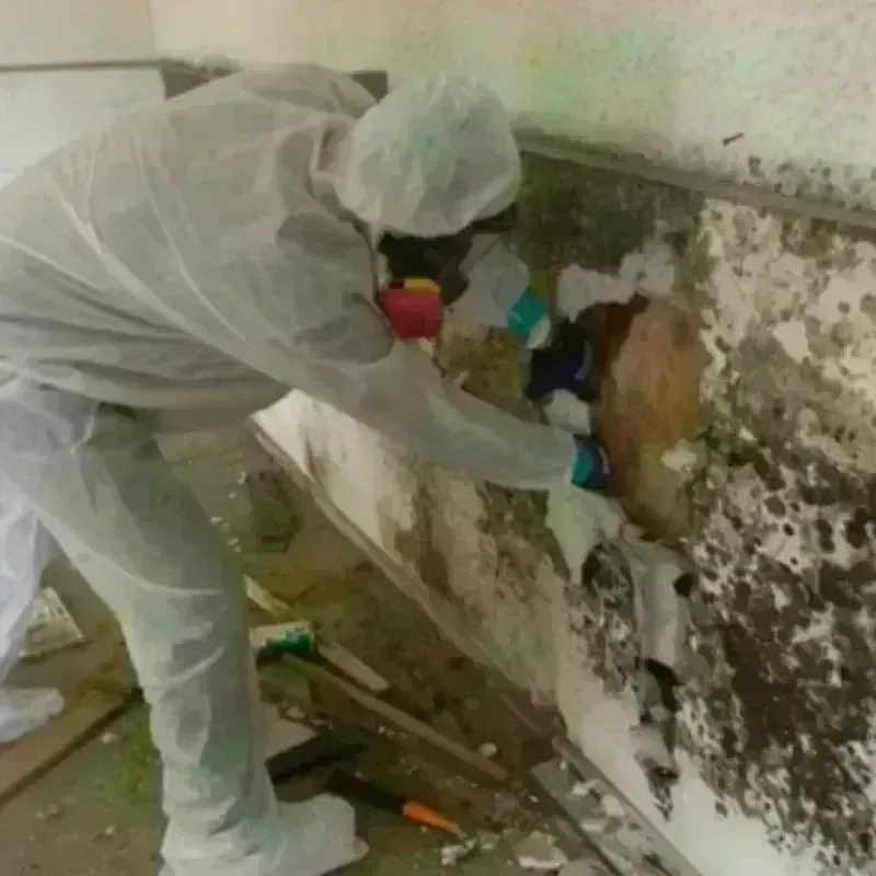 Mold Remediation and Removal in Richland County, SC